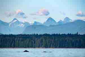 Photo gratuite fluke baleine à bosse sutil channel dans les îles discovery près de l'île quadra bc canada