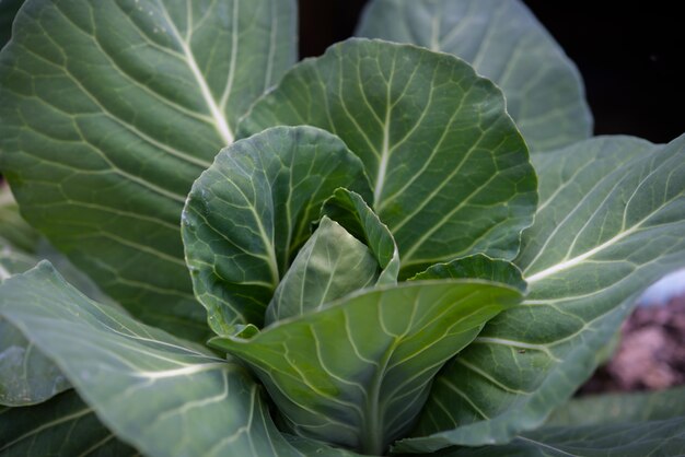 Focus du grand chou dans le jardin.