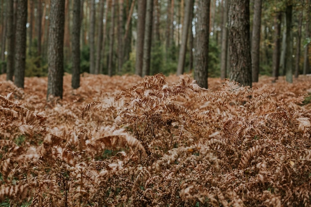 Photo gratuite focus sélectif tourné de branches de fougère autruche sèche poussant dans une forêt avec de grands arbres