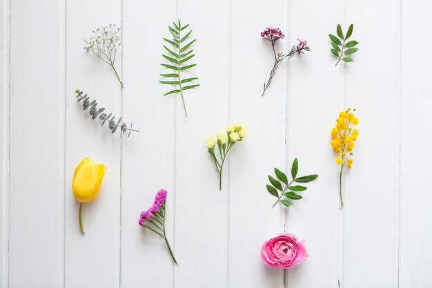 Fond blanc en bois avec la variété de plantes