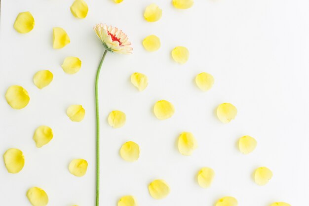 Fond blanc avec fleur décorative et pétales jaunes