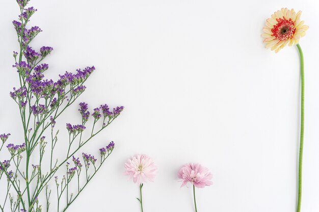 Fond blanc avec des fleurs différentes