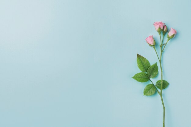 Fond bleu avec des fleurs roses et espace pour les messages