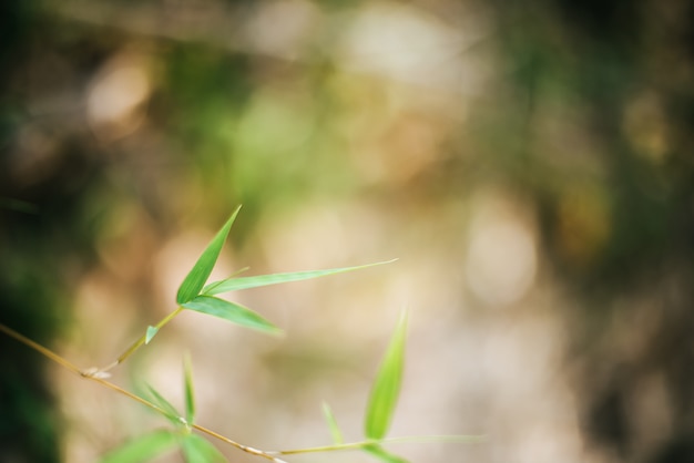 Fond de branche de feuille de bambou