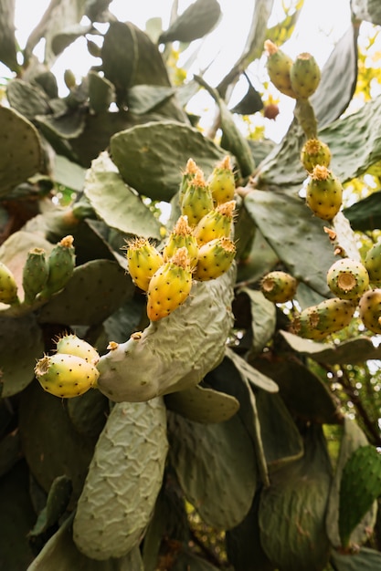 Fond de cactus fleur jaune