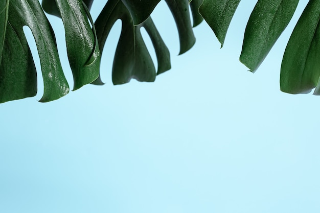 Photo gratuite fond coloré avec feuille naturelle de monstera plante tropicale.