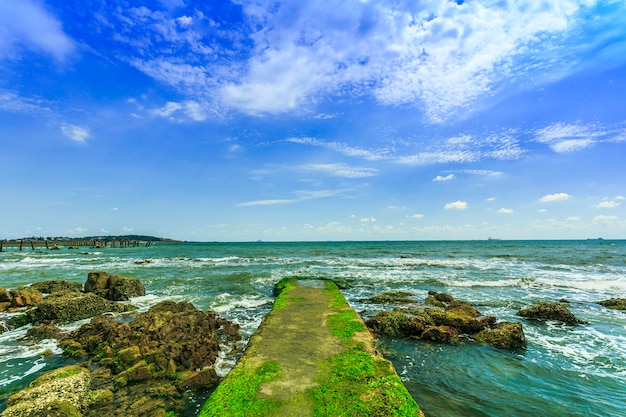 Photo gratuite fond croisé récif paysage les arbres marins