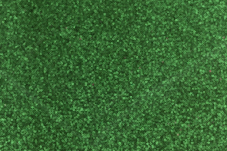 Photo gratuit fond décoratif de détail de paillettes