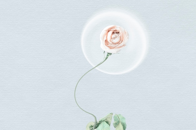 Photo gratuite fond d'écran abstrait, fleur rose blanche