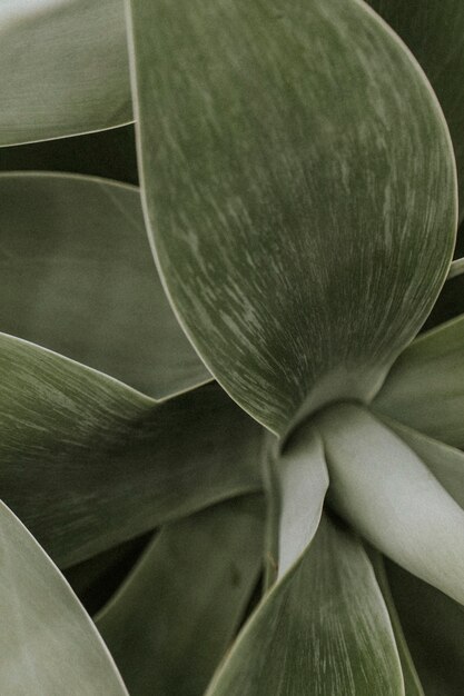 Fond d'écran de plantes succulentes, image sombre de la nature esthétique