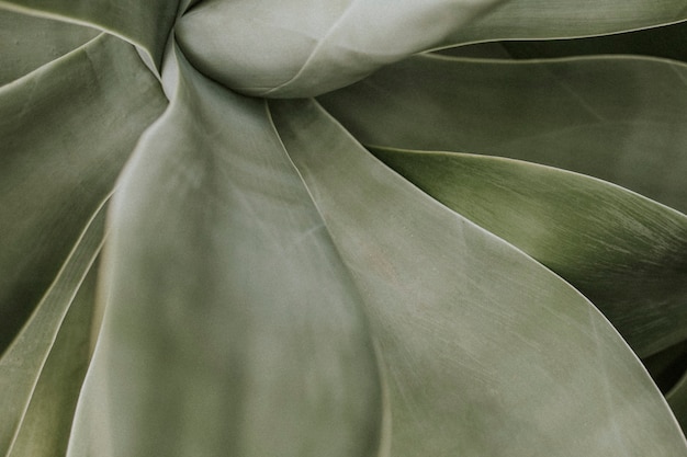 Fond d'écran de plantes succulentes, image sombre de la nature esthétique