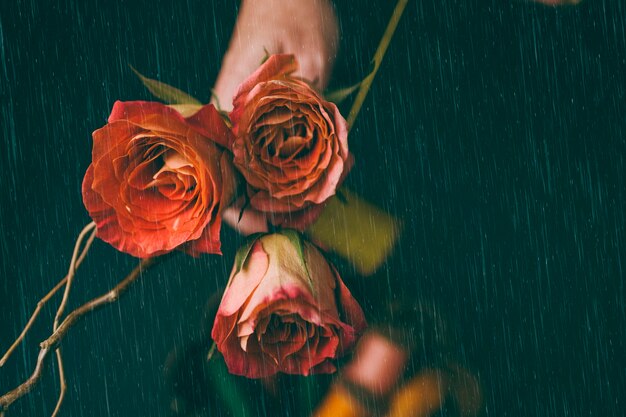 Fond d'écran rose rouge sous la pluie moody background