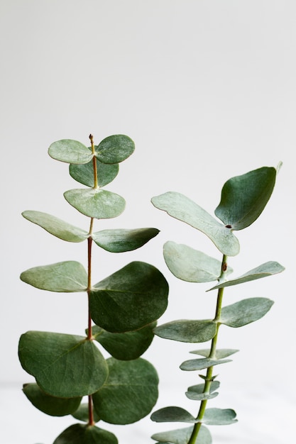 Fond d'eucalyptus élégant