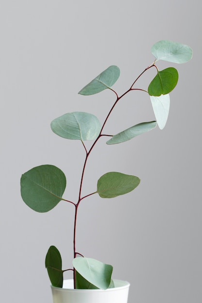 Fond d'eucalyptus élégant