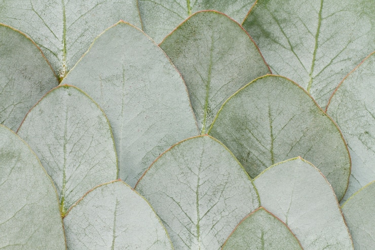 Photo gratuit fond d'eucalyptus élégant