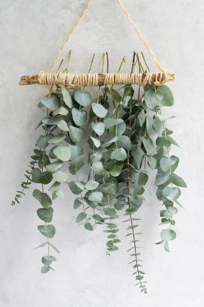 Fond d'eucalyptus élégant