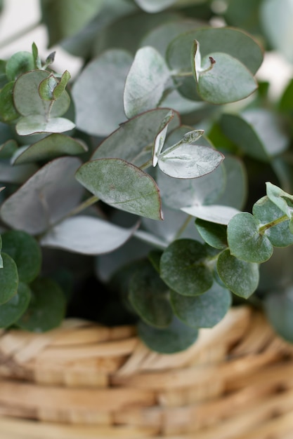 Fond d'eucalyptus élégant