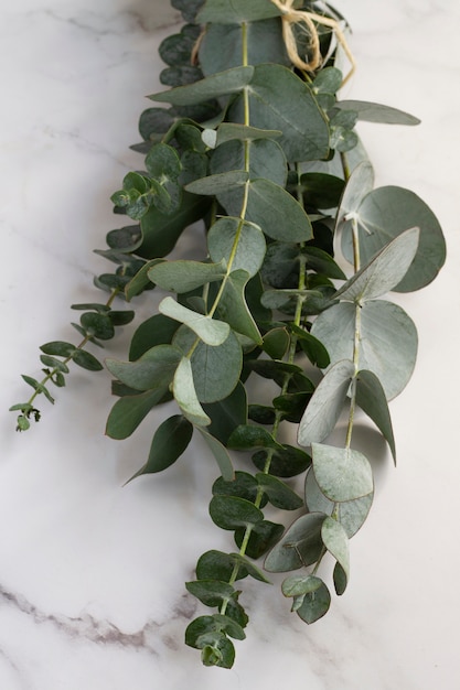 Fond d'eucalyptus élégant