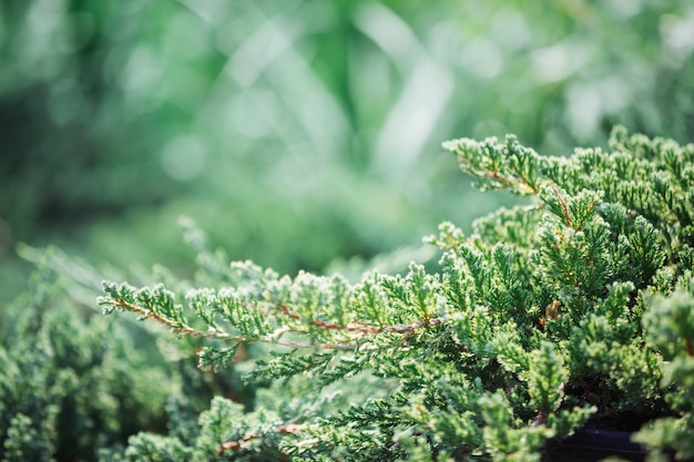 Fond de feuille verte.