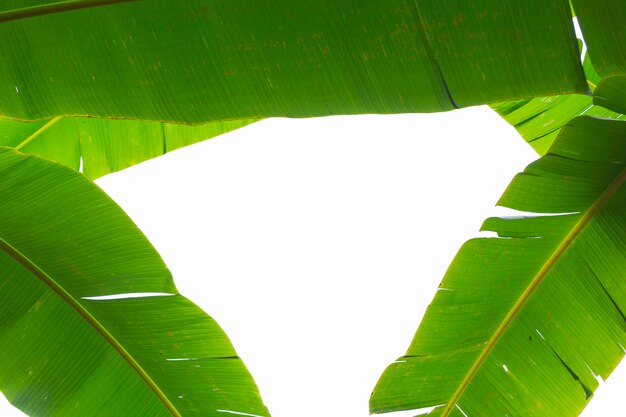 Fond de feuilles de bananier vert, forêt.