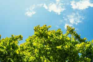 Photo gratuite fond de feuilles et de ciel