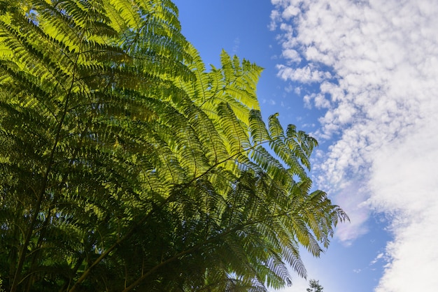 Fond de feuilles et de ciel