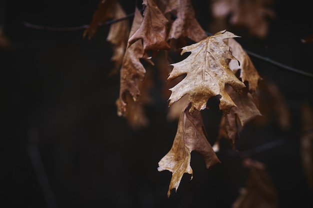 fond de feuilles dautomne sec