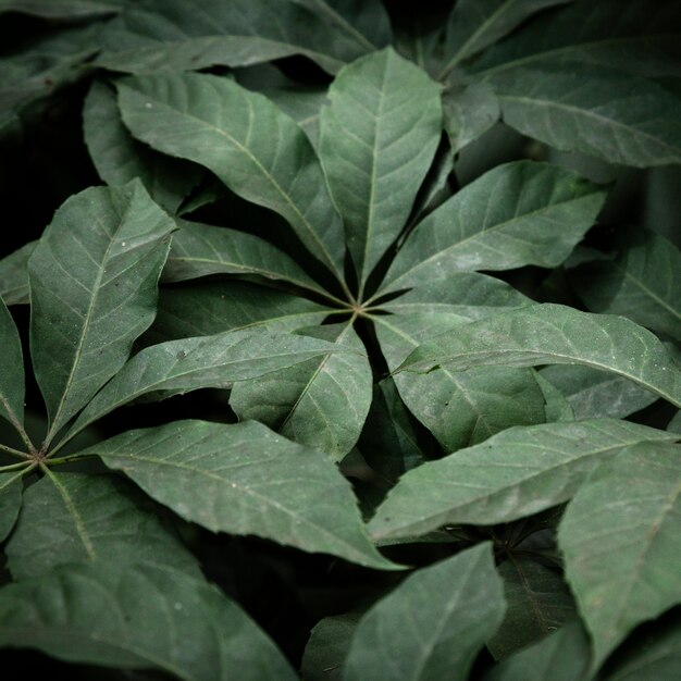 Fond de feuilles exotiques vertes