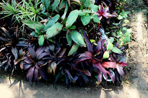 Fond de feuilles de jardin nature