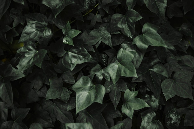 Fond de feuilles de lierre abstrait