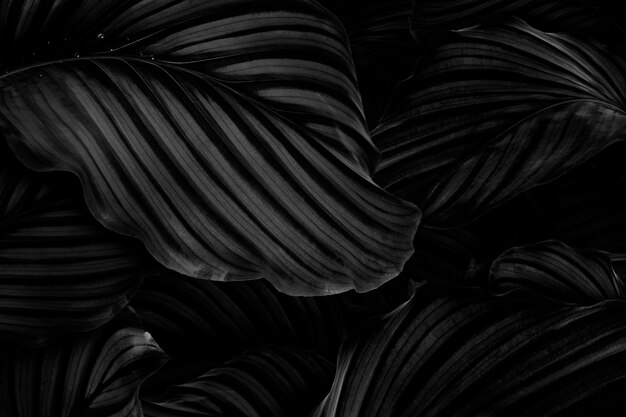 Fond de feuilles naturelles Calathea Orbifolia