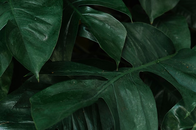 Fond de feuilles vertes tropicales