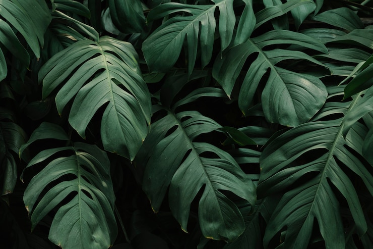 Photo gratuit fond de feuilles vertes tropicales