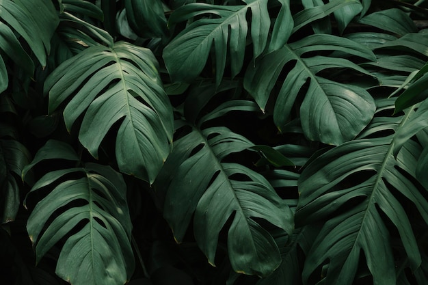 Fond de feuilles vertes tropicales