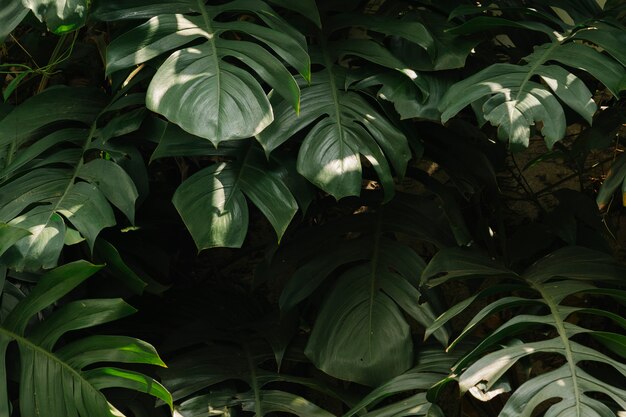 Fond de feuilles vertes tropicales