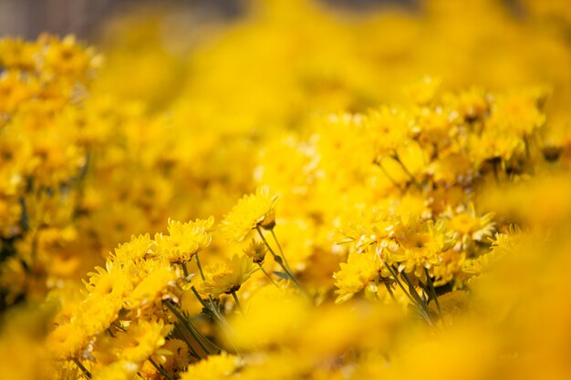 Fond de fleur jaune.