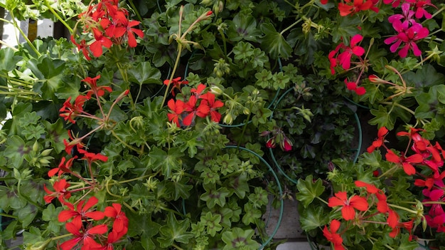 Fond de fleurs en fleurs de géranium rouge dans le jardin d'été