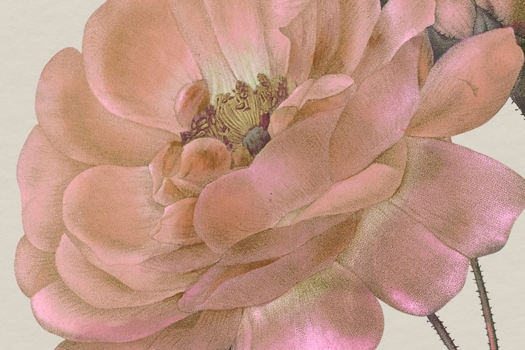 Photo gratuit fond floral vintage avec illustration de rose de damas, remixé à partir d'œuvres d'art du domaine public