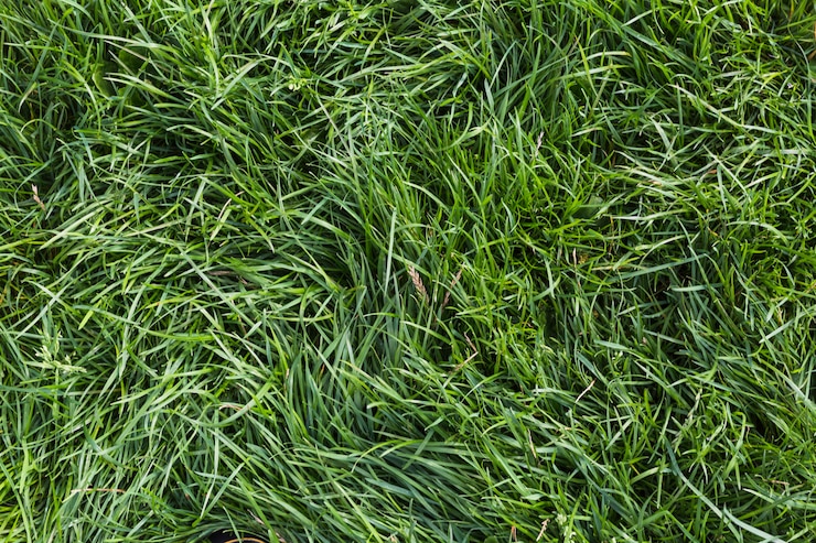 Photo gratuit fond d&#39;herbe verte fraîche