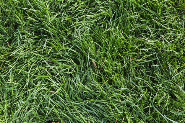 Fond d&#39;herbe verte fraîche