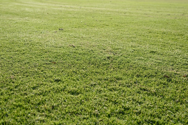 Fond d&#39;herbe verte