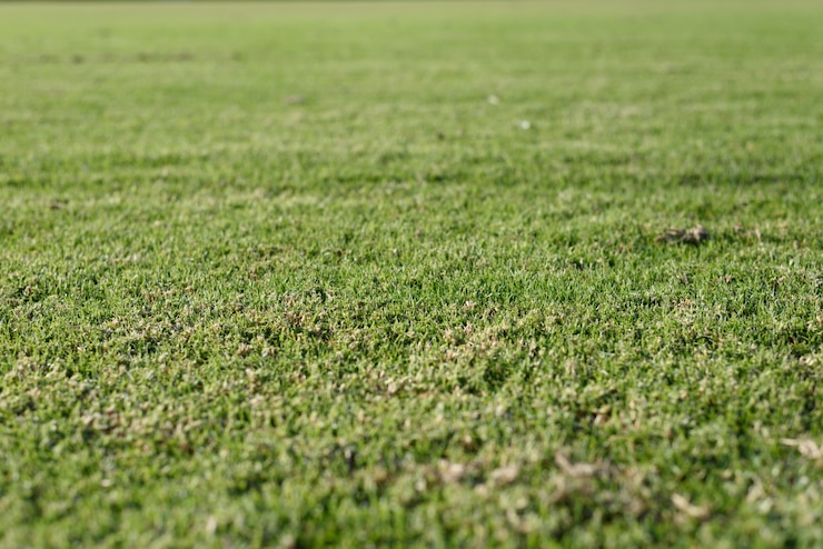Photo gratuit fond d'herbe verte