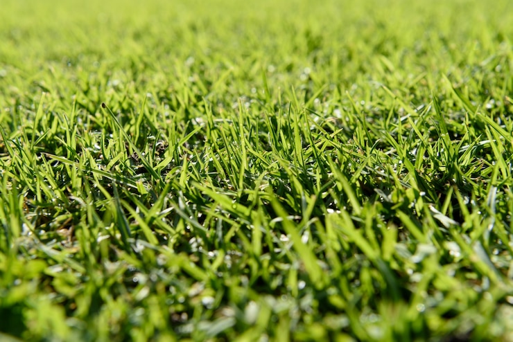 Photo gratuit fond d&#39;herbe verte