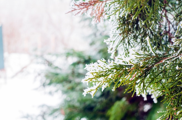 Fond d&#39;hiver, gros plan de la branche de pin givré avec copie. Paysage hivernal. Paysage d&#39;hiver givré dans la forêt enneigée. Contexte hivernal.