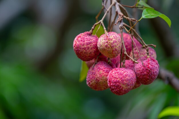 Fond de litchi dans le jardin