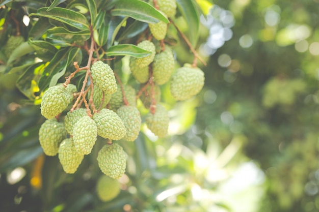 Fond de litchi dans le jardin