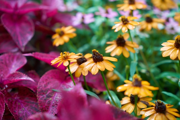 fond marguerites pourpres vertes botanique