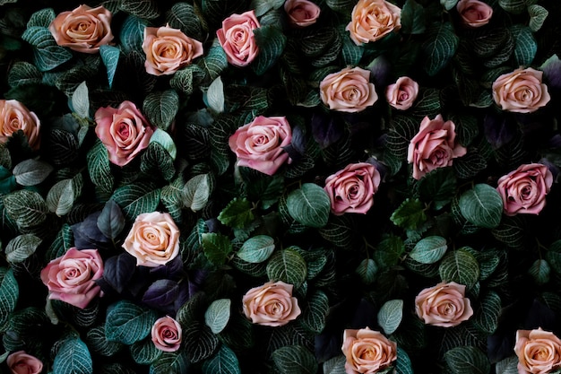 Fond de mur de fleurs avec de magnifiques roses et coraux roses