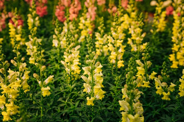 Fond de nature de fleur jaune antirrhinum majus