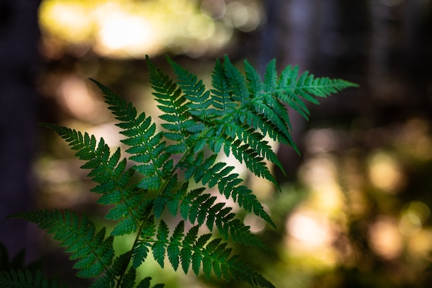 Photo gratuite fond naturel, branche de fougère dans la forêt sur fond de coucher de soleil.